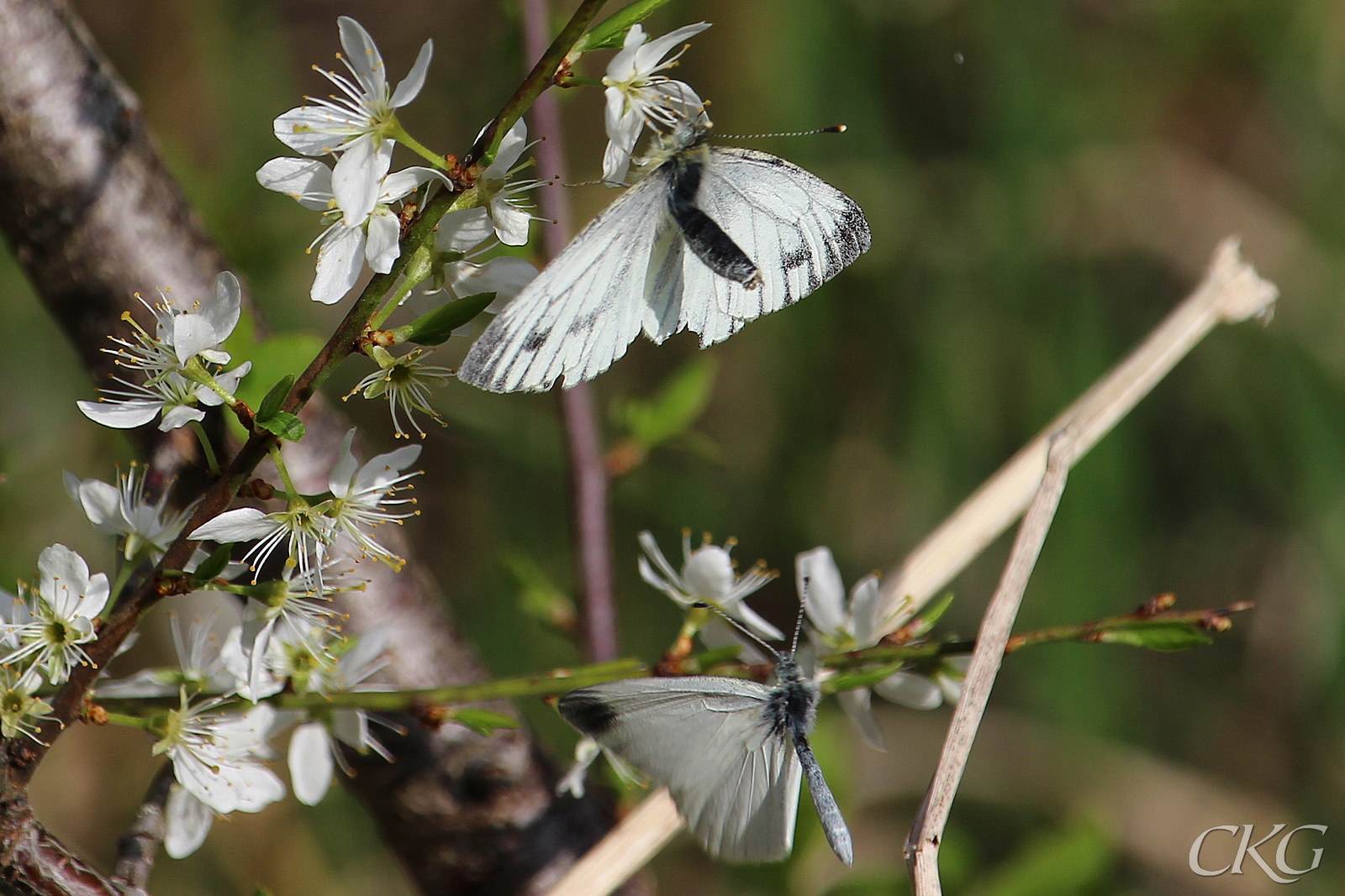 Uppvaktning bland slånblomningen. Honan har två (slitna) svarta prickar på var framvinge. Hanen som fladdrar nedanför verkar sakna svart framvingeprick.